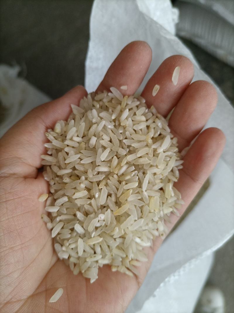 7.11新到碎米纯粹碎米鸡食米养殖场专用饲料米色选米批发