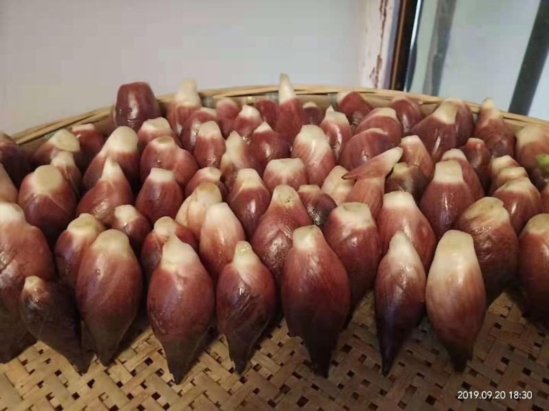 新鲜现摘带泥阳荷