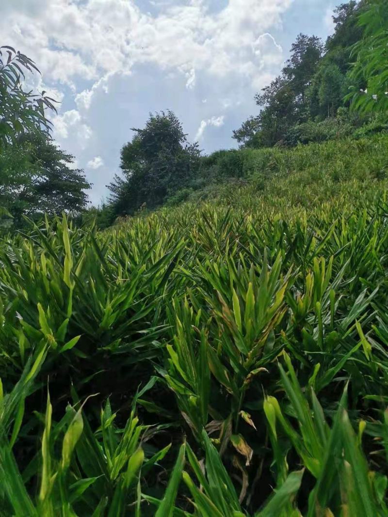 新鲜现摘带泥阳荷