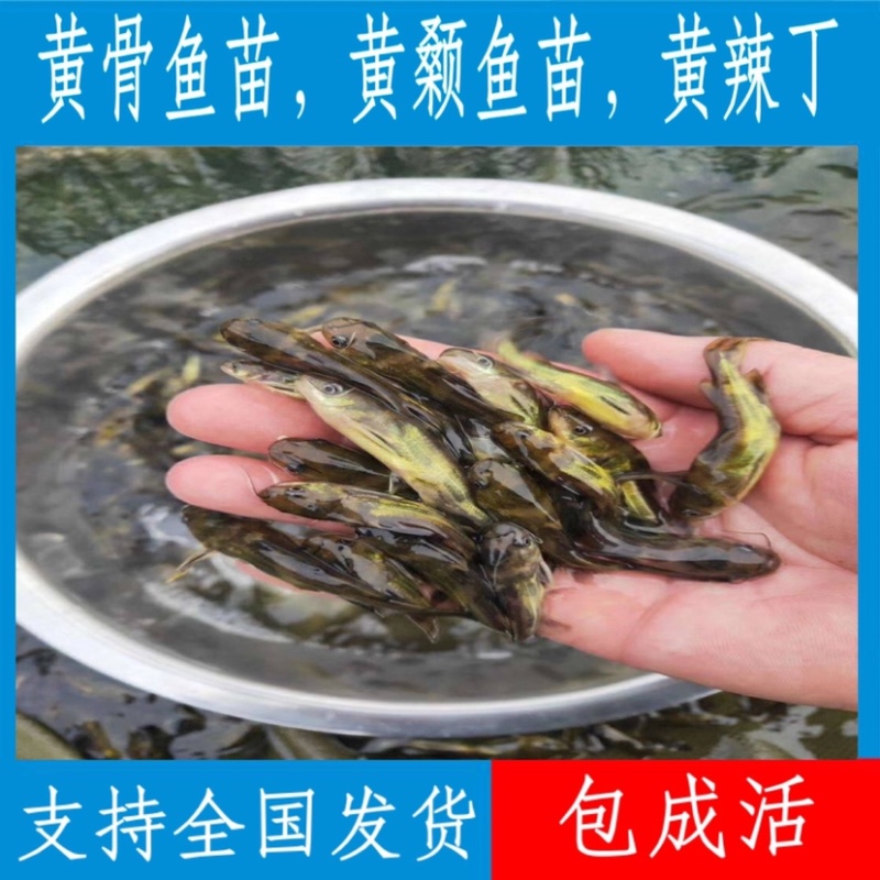 【荐】优质杂交黄骨鱼苗，黄颡鱼苗，支持全国各地发货