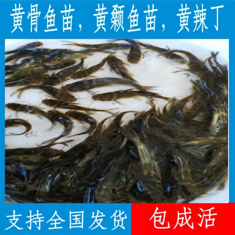 【荐】优质杂交黄骨鱼苗，黄颡鱼苗，支持全国各地发货