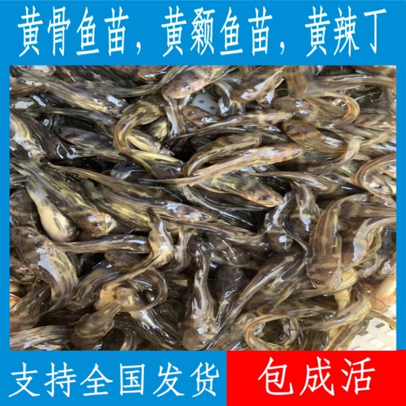 【荐】优质杂交黄骨鱼苗，黄颡鱼苗，支持全国各地发货