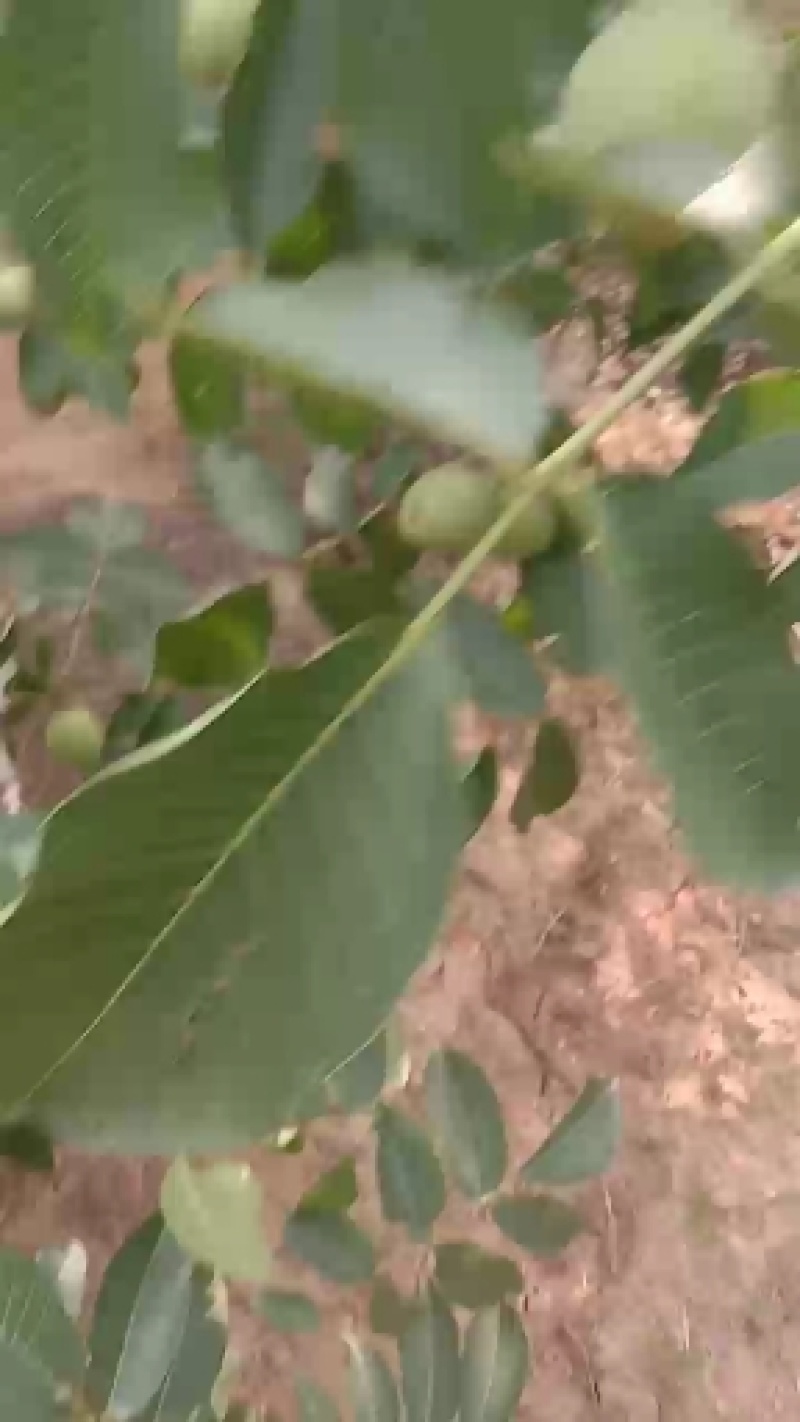 赞皇县青皮核桃以大量上市，个大皮薄肉厚。欢迎大家前来选购