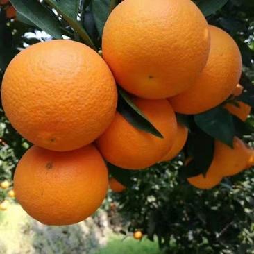 【精品推荐纽荷尔脐橙】长红脐橙九月红果冻橙大量有货