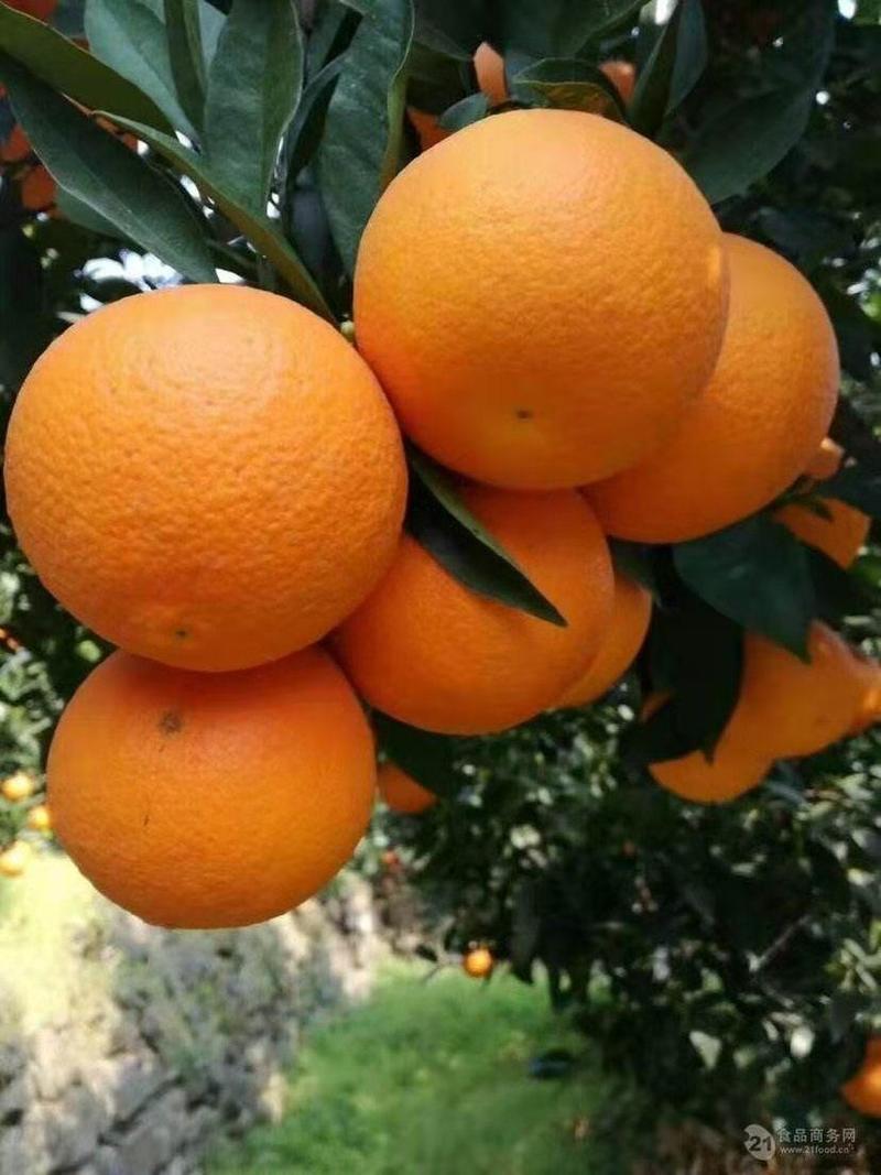 【精品推荐纽荷尔脐橙】长红脐橙九月红果冻橙大量有货