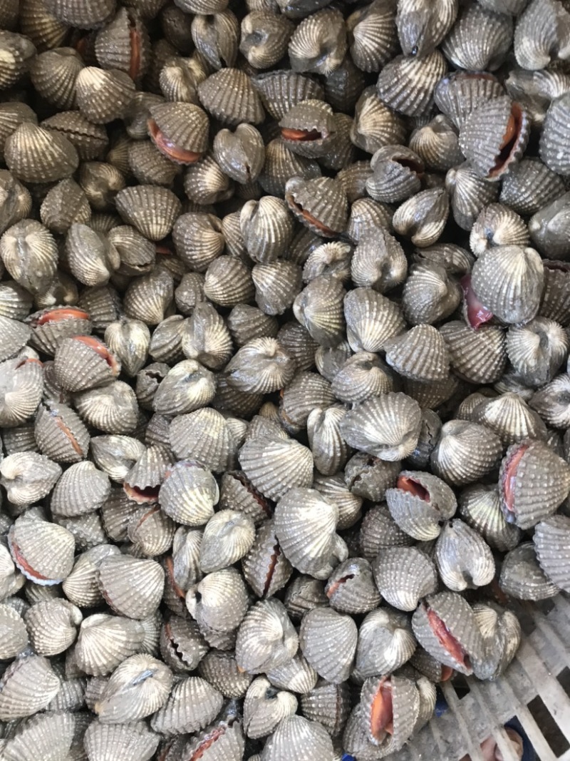 鲜活血蛤蜊血贝血钳不包运费连云港海头直发