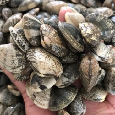 鲜活大花甲无沙花甲鲜活发货吐沙花甲