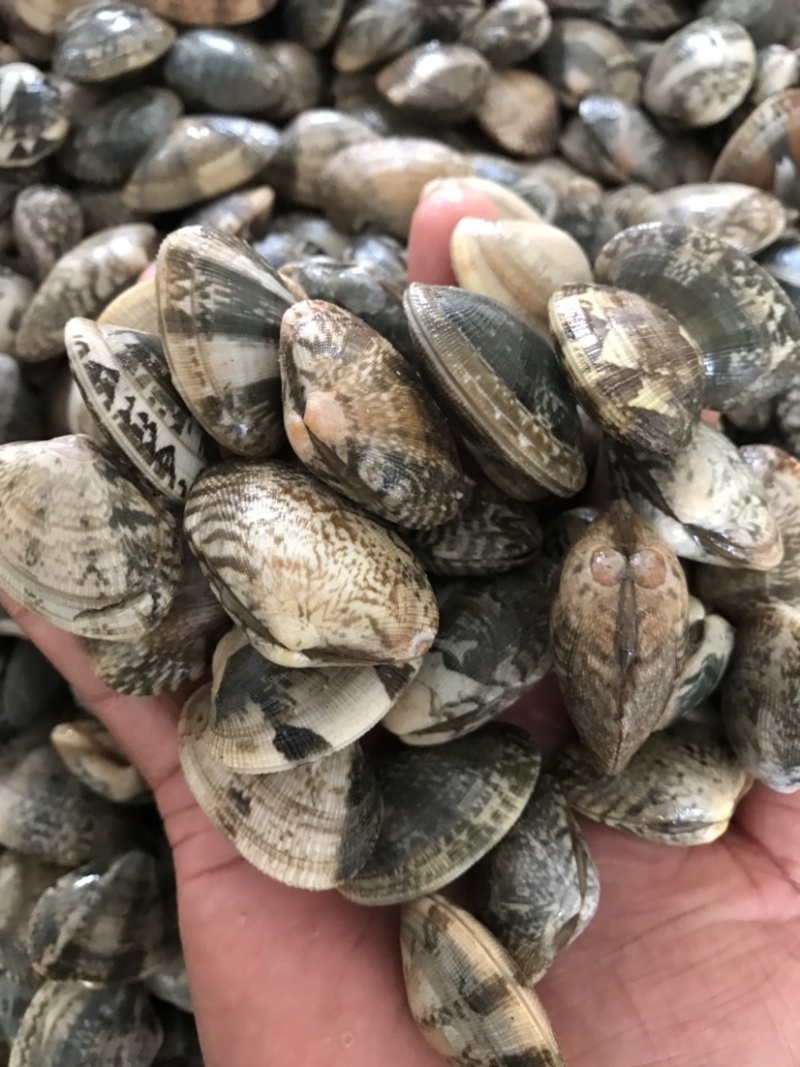 鲜活大花甲无沙花甲鲜活发货吐沙花甲
