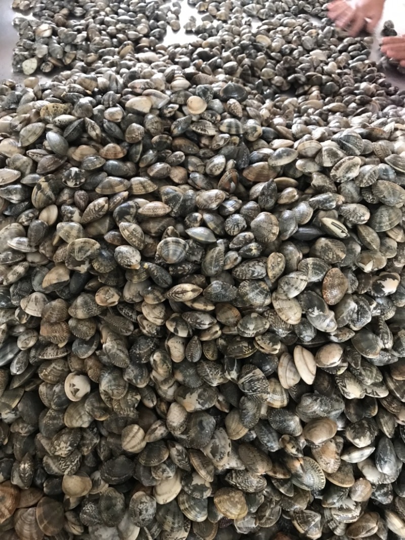 鲜活大花甲无沙花甲鲜活发货吐沙花甲