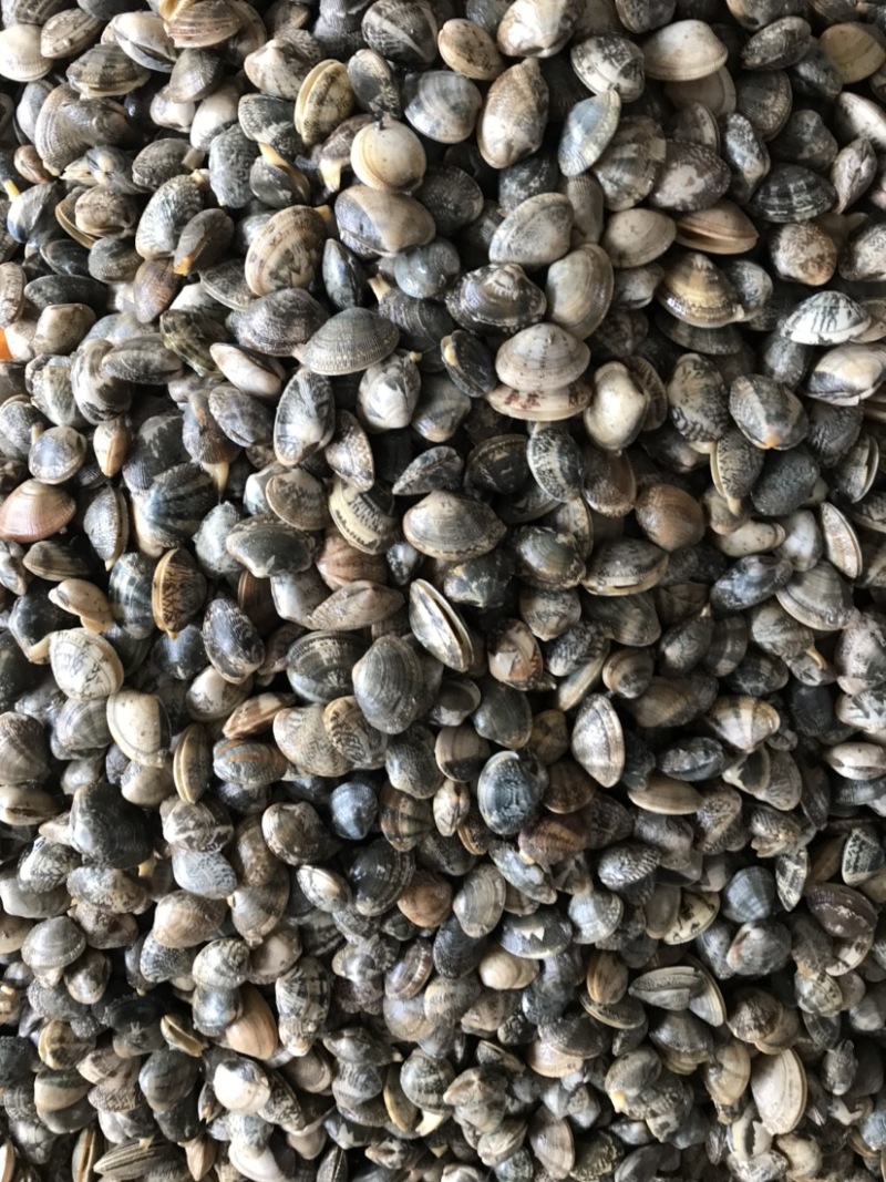 鲜活大花甲无沙花甲鲜活发货吐沙花甲