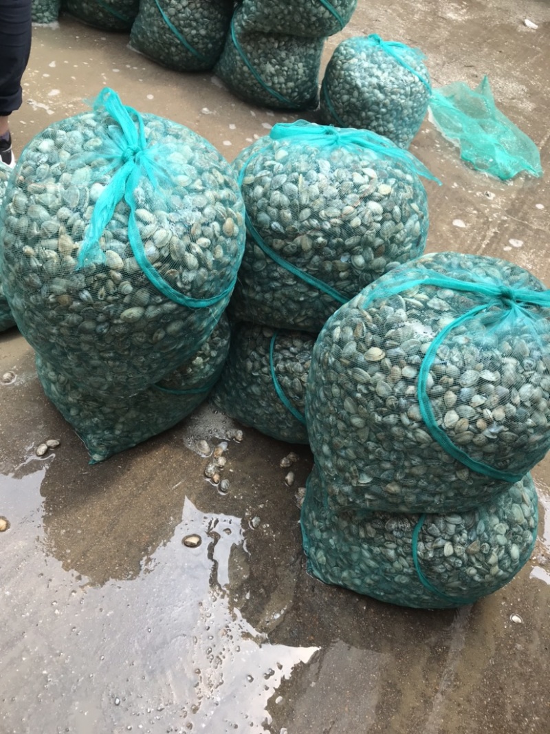 鲜活大花甲无沙花甲鲜活发货吐沙花甲