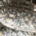 鲜活大花甲无沙花甲鲜活发货吐沙花甲