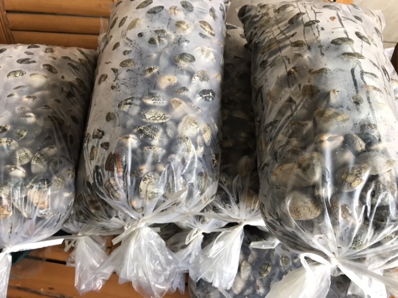 鲜活大花甲无沙花甲鲜活发货吐沙花甲