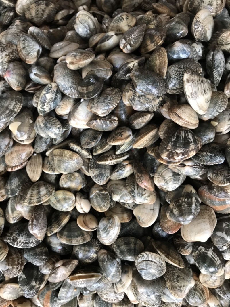 鲜活大花甲无沙花甲鲜活发货吐沙花甲