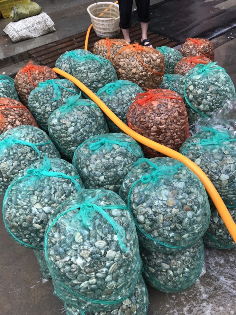 鲜活大花甲无沙花甲鲜活发货吐沙花甲