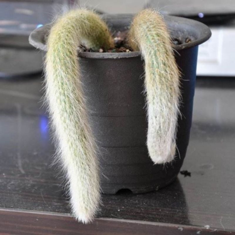 九尾狐多肉植物正版猴尾柱软毛猴尾巴垂吊软毛仙人掌