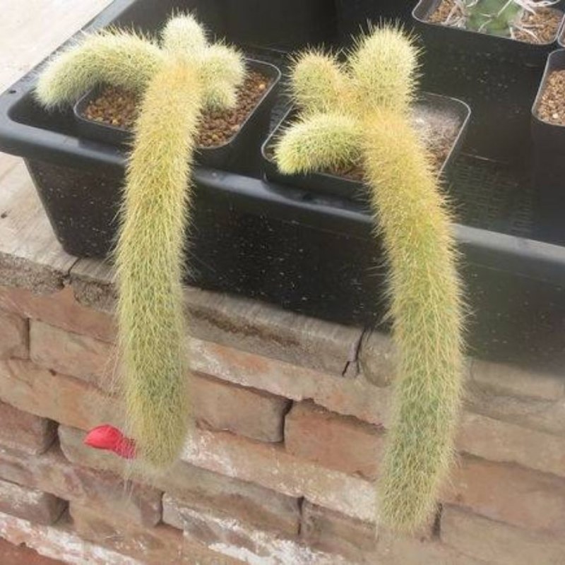 九尾狐多肉植物正版猴尾柱软毛猴尾巴垂吊软毛仙人掌