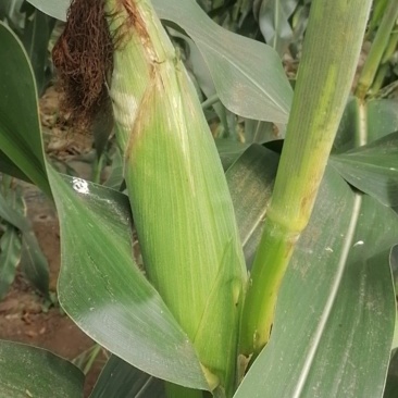 精品玉米棒子，颗粒饱满，无病害虫眼，欢迎前来选购量大从优
