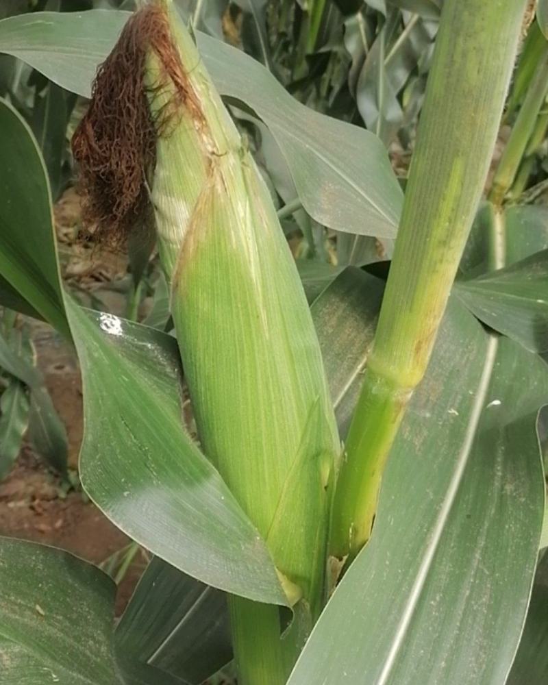 精品玉米棒子，颗粒饱满，无病害虫眼，欢迎前来选购量大从优