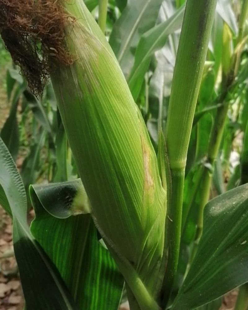 精品玉米棒子，颗粒饱满，无病害虫眼，欢迎前来选购量大从优