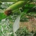 精品玉米棒子，颗粒饱满，无病害虫眼，欢迎前来选购量大从优