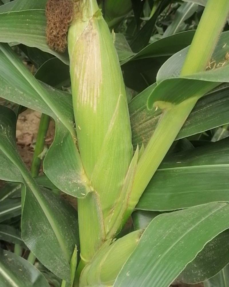 精品玉米棒子，颗粒饱满，无病害虫眼，欢迎前来选购量大从优