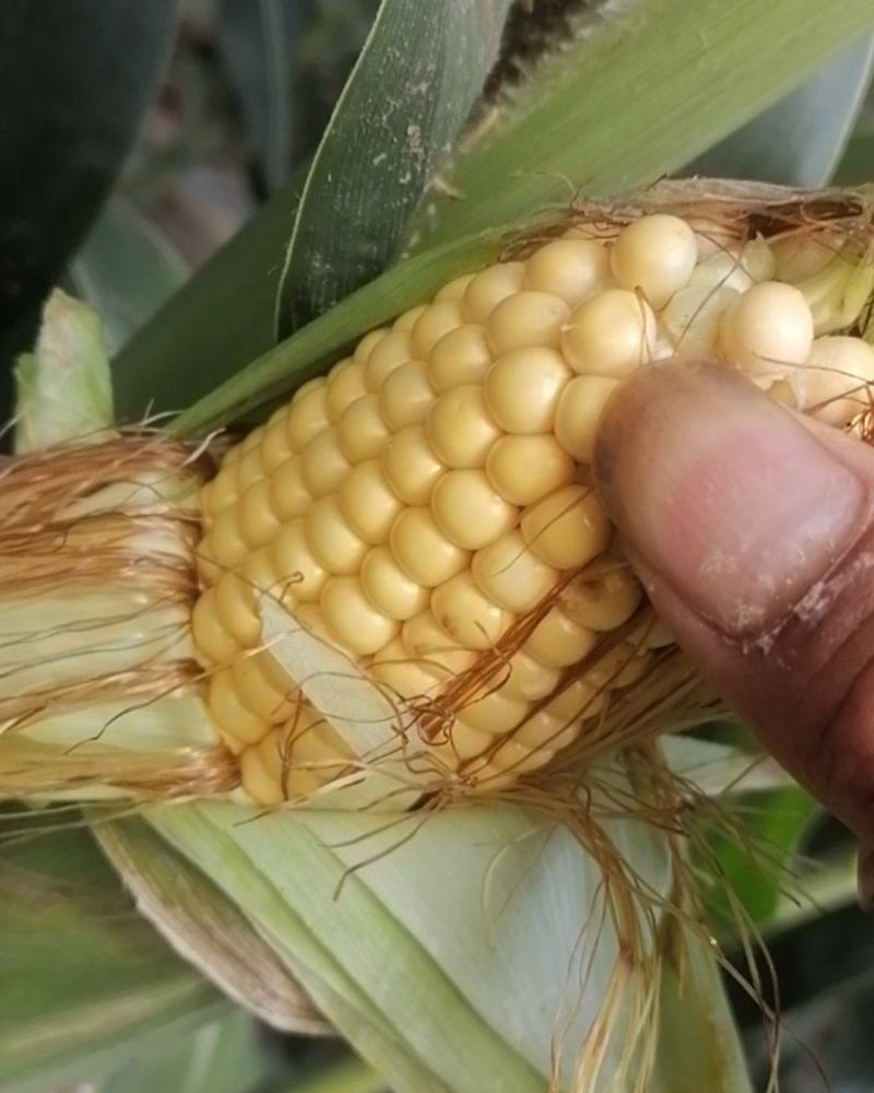 精品玉米棒子，颗粒饱满，无病害虫眼，欢迎前来选购量大从优