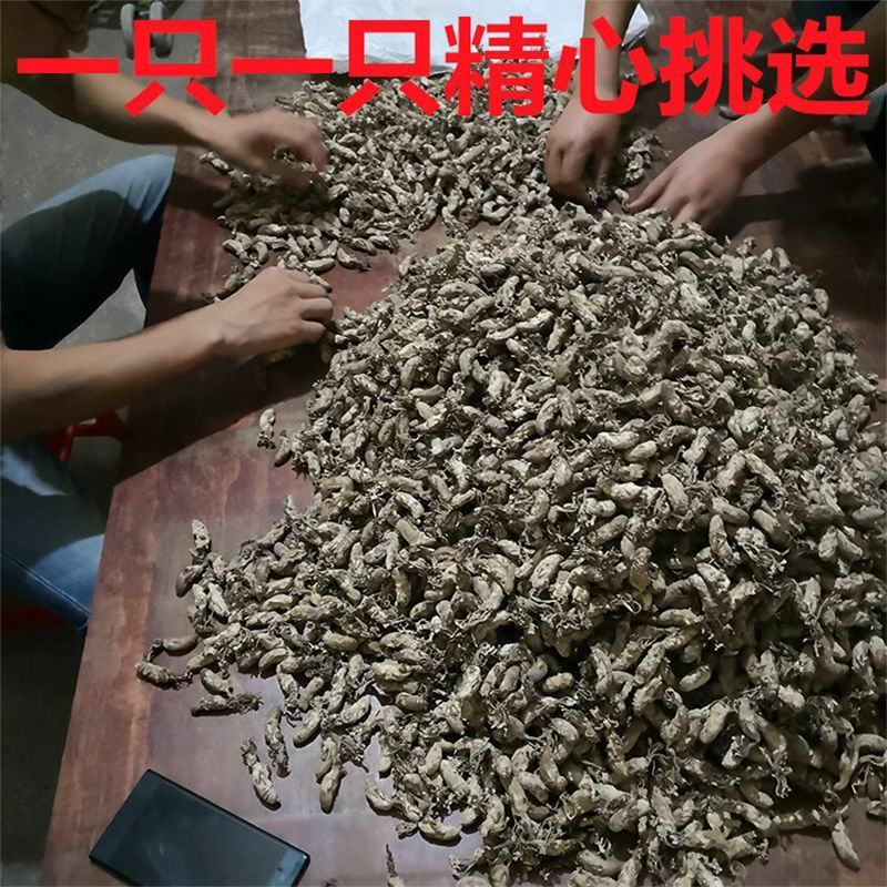 金蝉花选品干净无杂质手工选干货安徽产地
