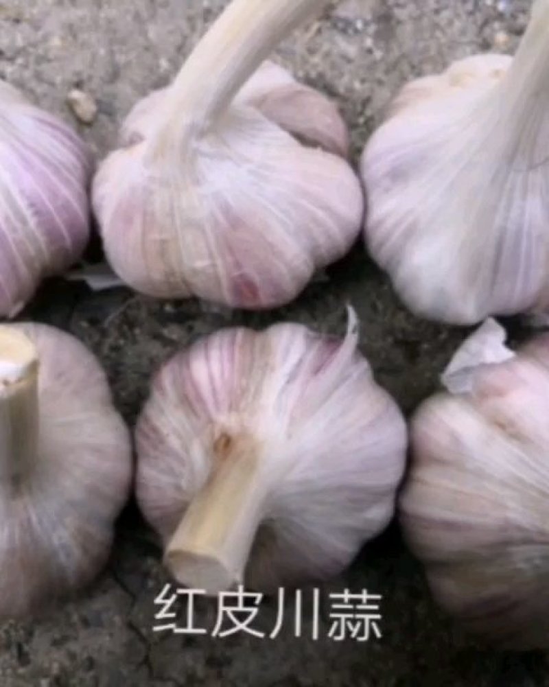 红皮川蒜