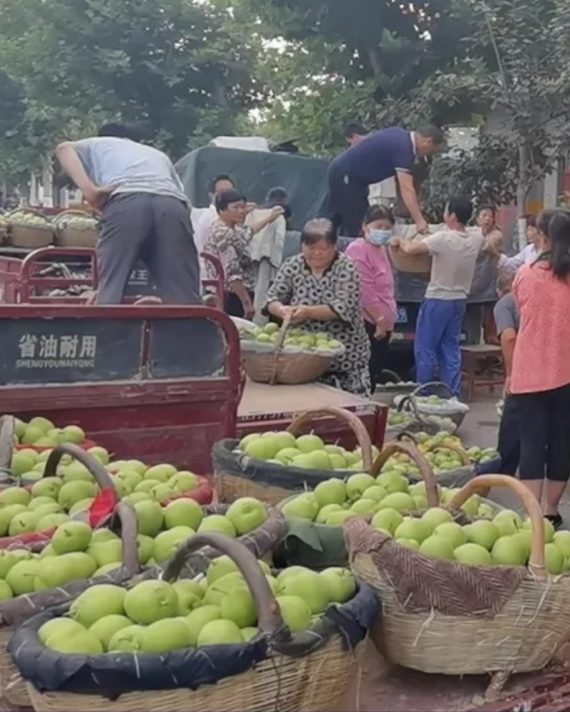 蒲城早熟梨脆甜爽口，大量有货