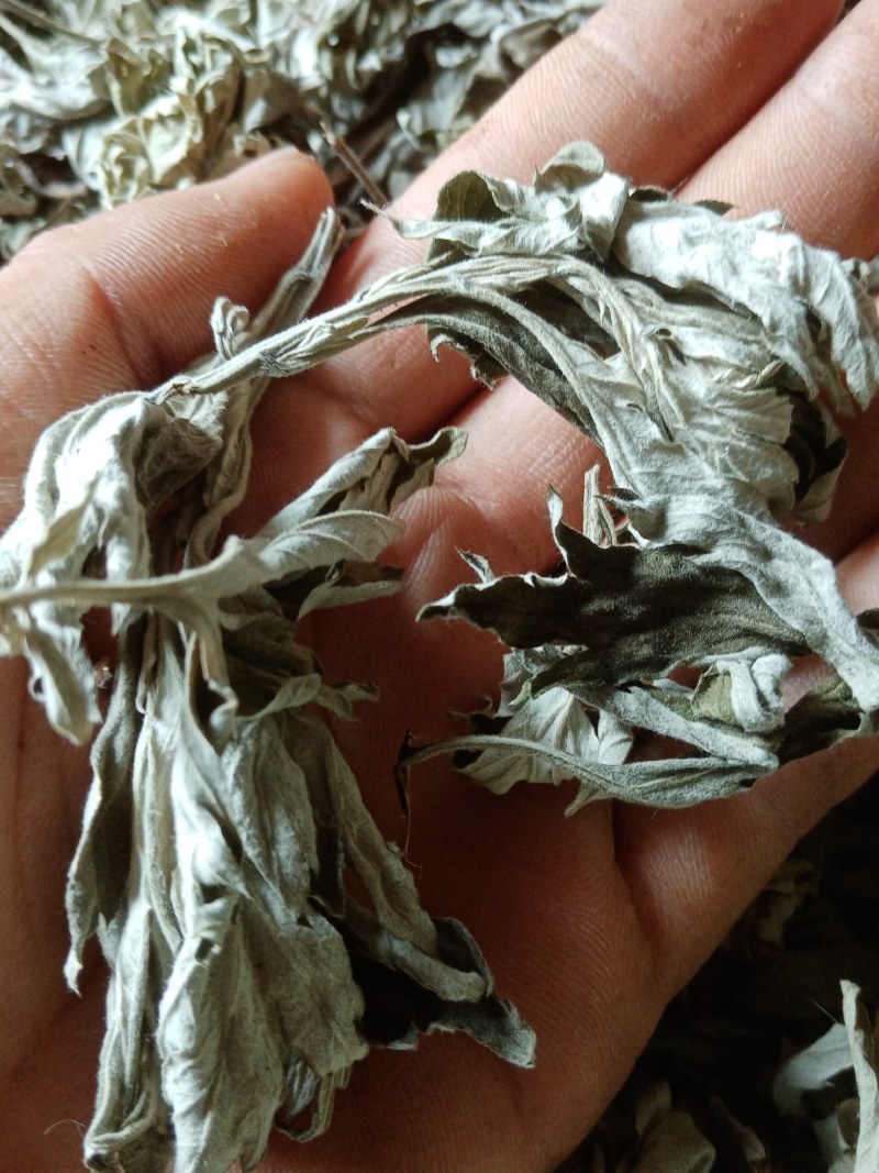 艾叶前期无枝干干度好无杂质疫情区域下单前请咨询物