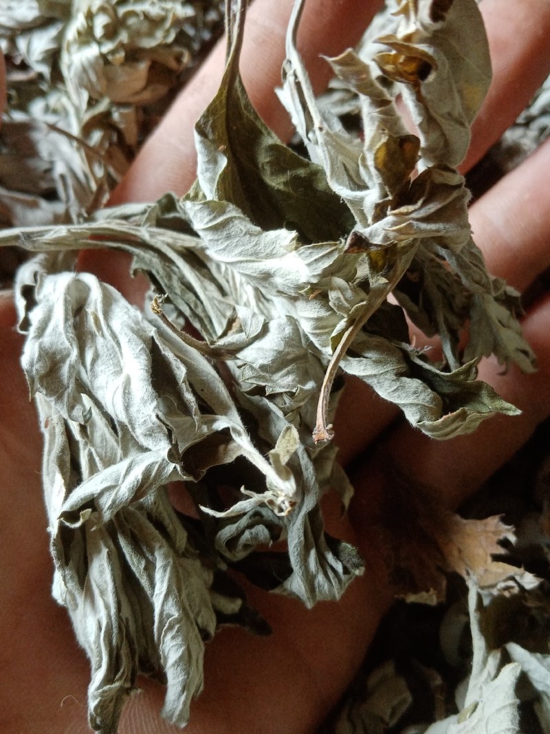 艾叶前期无枝干干度好无杂质疫情区域下单前请咨询物