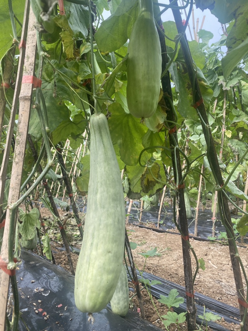 羊角蜜有二个大棚