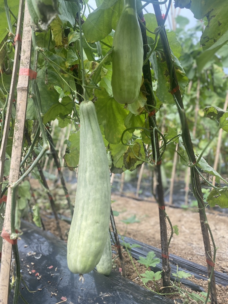羊角蜜有二个大棚
