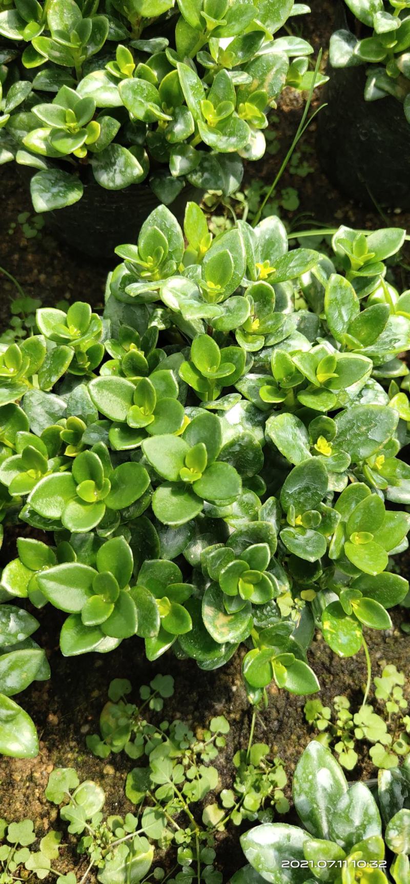 金鱼花吊兰盆栽植物室内阳台办公室垂吊花卉四季开花不断好养