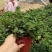 金鱼花吊兰盆栽植物室内阳台办公室垂吊花卉四季开花不断好养