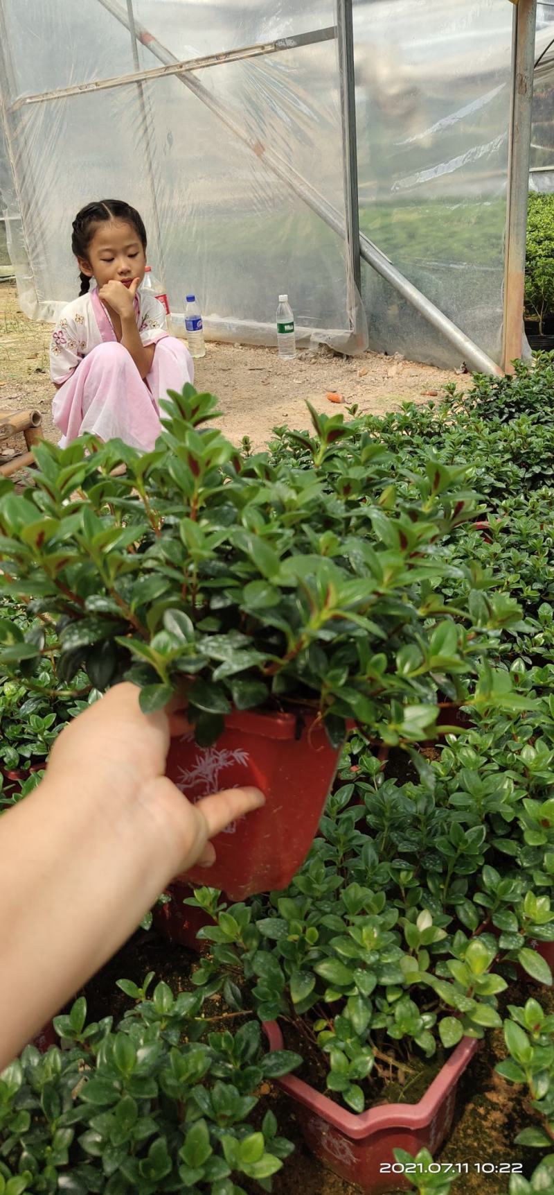 金鱼花吊兰盆栽植物室内阳台办公室垂吊花卉四季开花不断好养