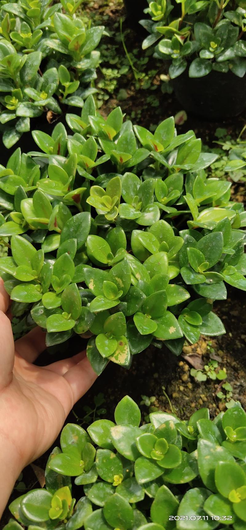 金鱼花吊兰盆栽植物室内阳台办公室垂吊花卉四季开花不断好养