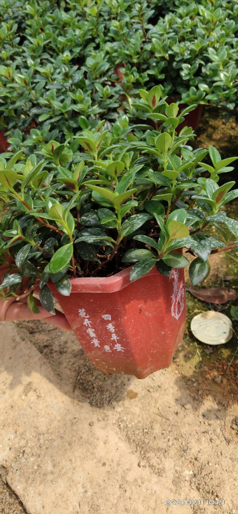 金鱼花吊兰盆栽植物室内阳台办公室垂吊花卉四季开花不断好养