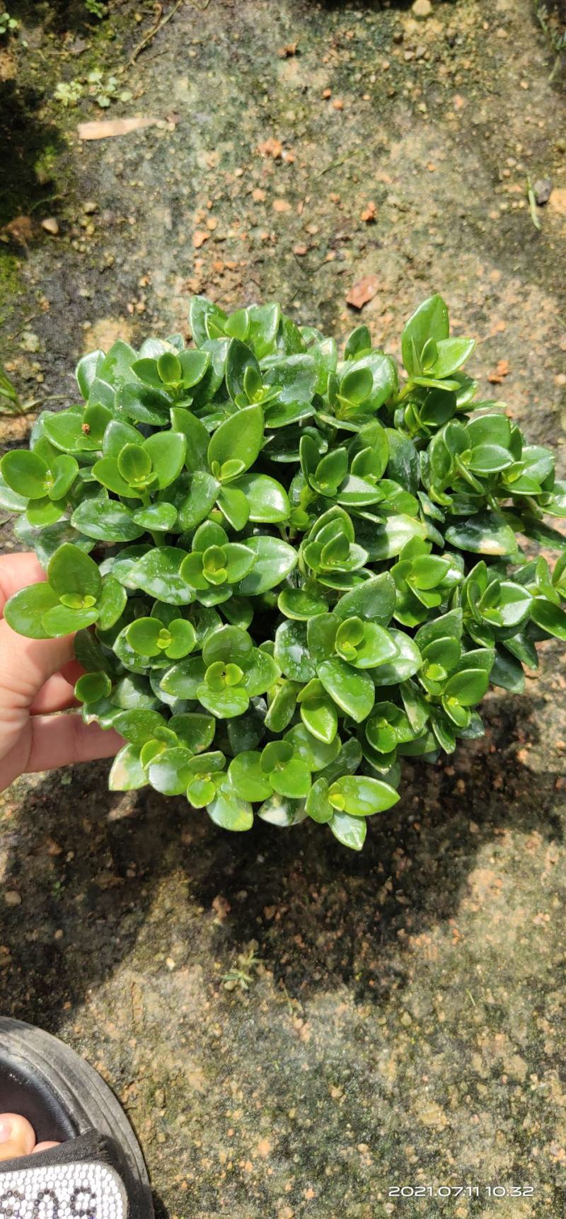 金鱼花吊兰盆栽植物室内阳台办公室垂吊花卉四季开花不断好养