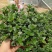 金鱼花吊兰盆栽植物室内阳台办公室垂吊花卉四季开花不断好养