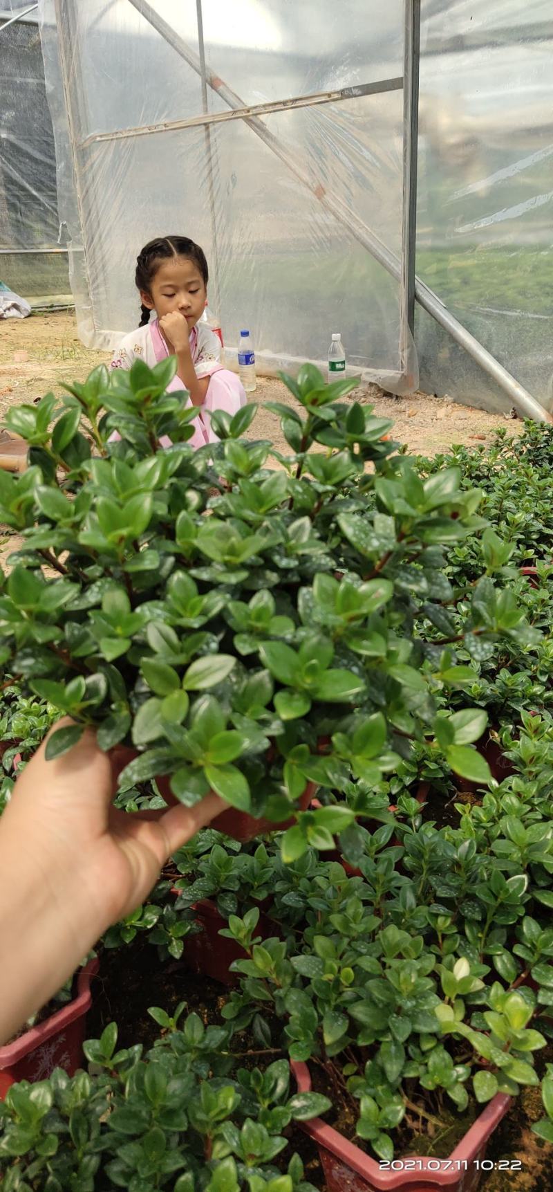 金鱼花吊兰盆栽植物室内阳台办公室垂吊花卉四季开花不断好养