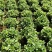 金鱼花吊兰盆栽植物室内阳台办公室垂吊花卉四季开花不断好养