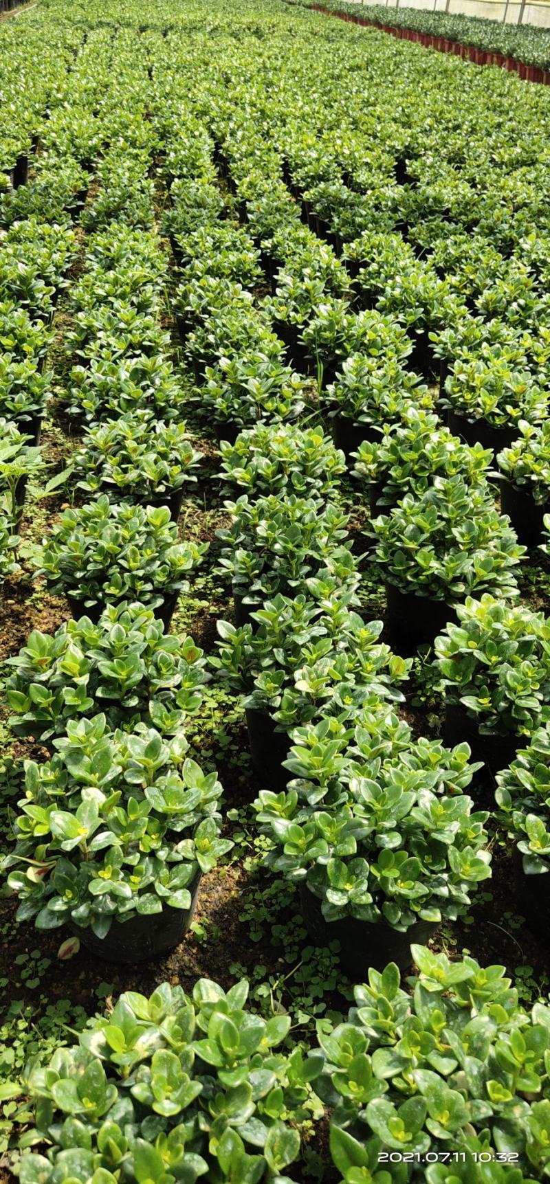 金鱼花吊兰盆栽植物室内阳台办公室垂吊花卉四季开花不断好养