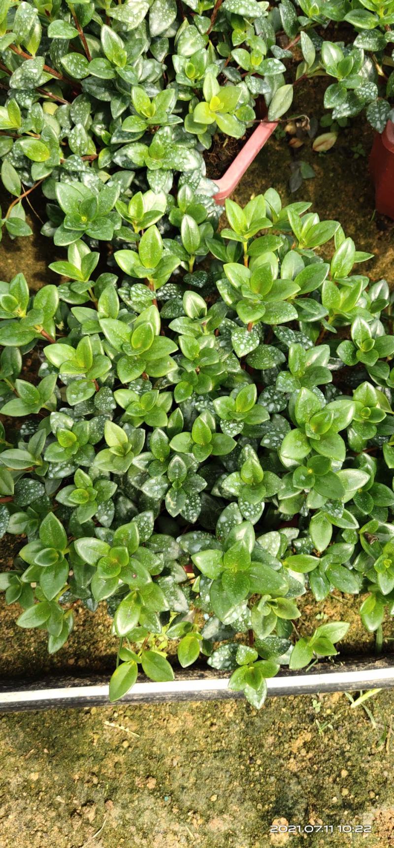 金鱼花吊兰盆栽植物室内阳台办公室垂吊花卉四季开花不断好养