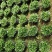 金鱼花吊兰盆栽植物室内阳台办公室垂吊花卉四季开花不断好养