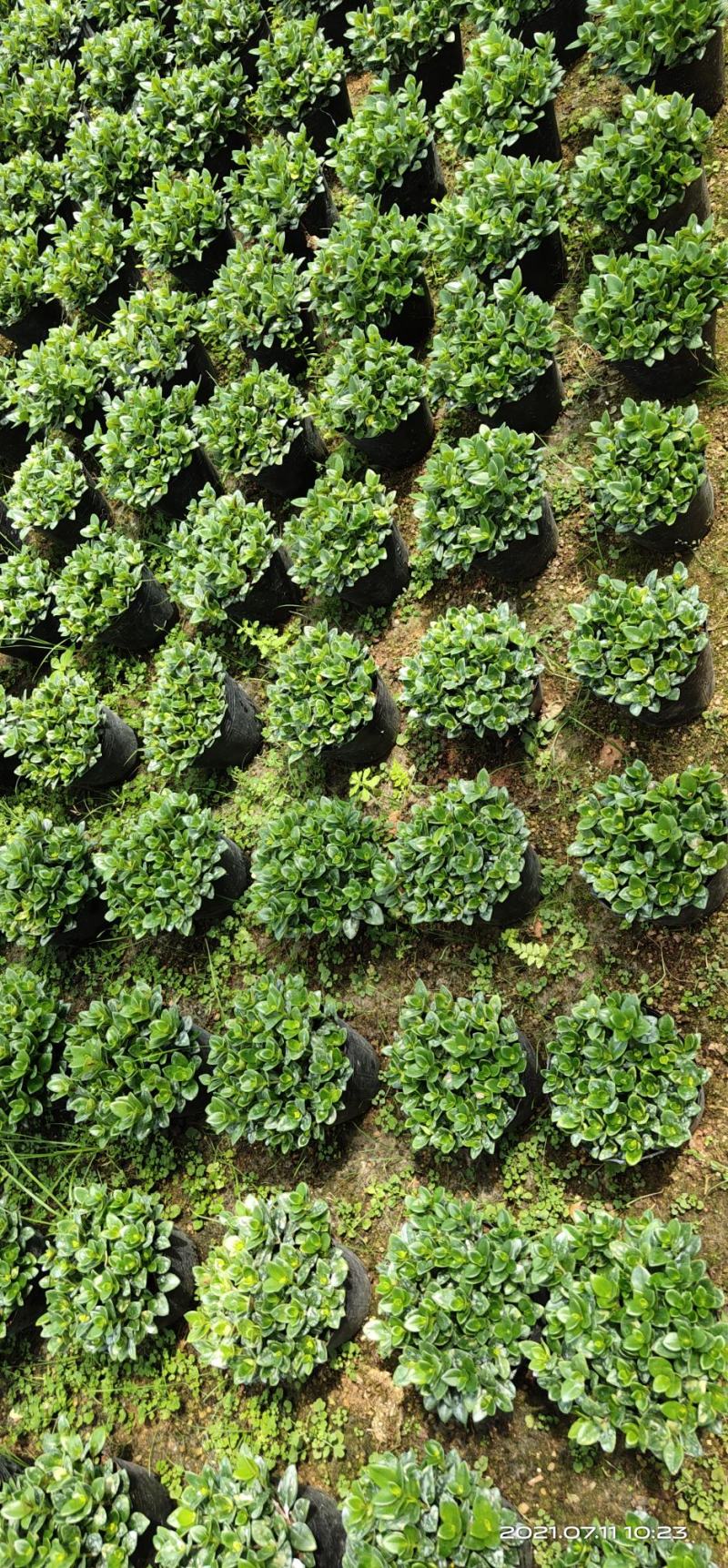金鱼花吊兰盆栽植物室内阳台办公室垂吊花卉四季开花不断好养