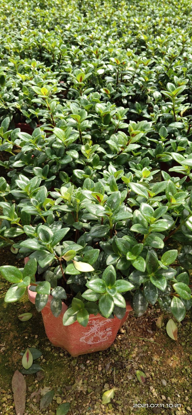 金鱼花吊兰盆栽植物室内阳台办公室垂吊花卉四季开花不断好养