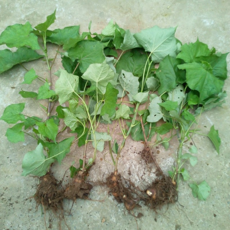 野生金荞麦苗荞麦三七有机蔬菜野菜嫩茎叶做菜中草药材
