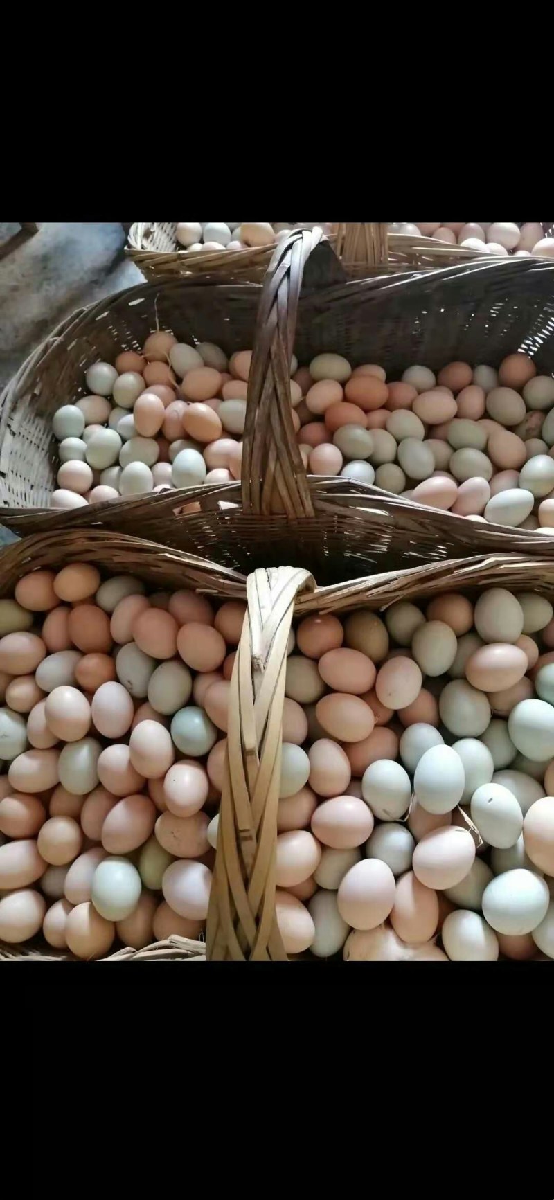 绿壳土鸡蛋养殖场直供稳定供应保质保量